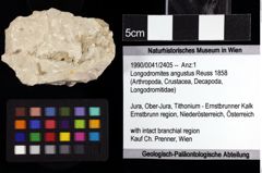 Foto (Objket + Etiketten) von Longodromites angustus (Reuss 1858) 